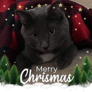 Meet your Posher, Lynne